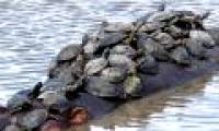 The turtles are crowded on the hippopotamus' back