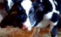 The two-headed calf was born in Morocco