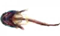 The type of fish sounds like a baby's cry