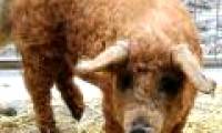 The ugliest hybrid animals on Earth