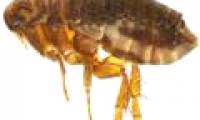 The unbelievable 'transcendental' abilities of insects