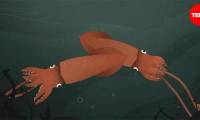 The unexplained mysteries of giant squid