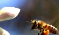The United Nations calls on the world to save bees