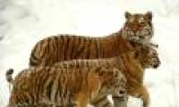 The United Nations is concerned about the survival of tigers