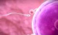 The untold story of the sperm race: Stupid, comfortable, not as much as possible