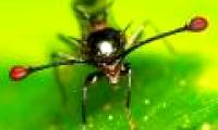 The unusual eyes of animals (II)