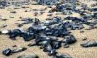 The US coast is 'dyed' green because of thousands of jellyfish