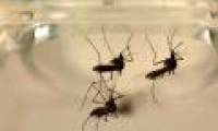The US discovered the first death due to Zika virus