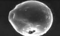 The US makes super-self-contained capsules to deliver drugs to tumors