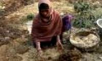 The use of animal manure makes you fall back from shock