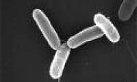 The vaccine kills itself in the body
