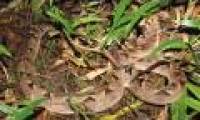 The venomous snake sees the dried branches in Vietnam