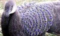The very beautiful 'special bird' of Vietnam