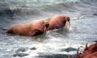 The walrus fled because of the ice melt in the north pole