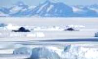 The warming Earth makes Antarctica more and more green