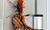 The wasps knock down giant spiders, dragging toward the nest