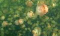 The water in the ocean is mixed by jellyfish