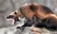 The 'werewolf' 100% real version: Extraordinary, aggressive, attacks both polar bears