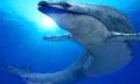 The 'whale' is about the size of a dinosaur