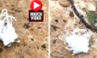 The white creature is a mystery that confuses netizens