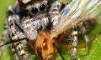 The whole weight of humans combined is not equal to the amount of food that spiders consume each year