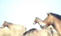 The wild horse Przewalski echoes the prairie