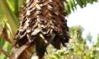 The work of creating 'super trees' supports human life