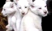 The world has three kids white lions