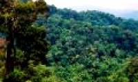 The world lost forest area by 1,000 football fields per hour