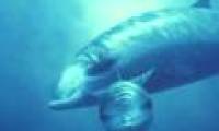 The world's deepest diving mammals