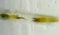 The world's fastest termite bite