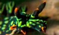 The world's first bisexual luminescent sea slug