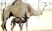 The world's first human camel was born