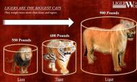 The world's largest 'cat', about the size of a saber-toothed tiger