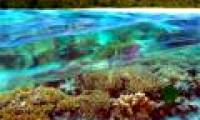 The world's largest coral reef will not fall into danger