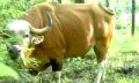 The world's largest cow population is threatened