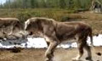 The world's largest lion species was eradicated by the ancient people