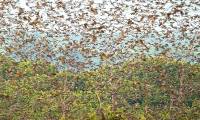 The world's largest mammal migration