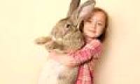 The world's largest rabbit is 1.3 m tall