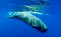 The world's largest vocal animals