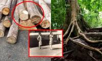 The world's lightest wood is used to make airplane parts.