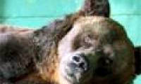 The world's longest brown bear died at the age of 35
