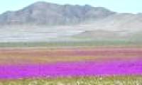 The world's most arid desert turns into a colorful sea of ​​flowers