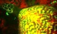 The world's most bizarre discovery: Self-luminous sea turtles