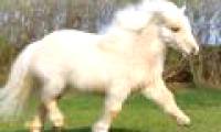 The world's most exclusive dwarf horse