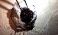The world's most exclusive spider egg wrap makes the researcher happy