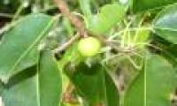 The world's most exclusive tree species