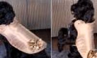 The world's most expensive dog jacket