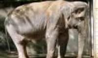 The world's most lonely old elephant dies before being free