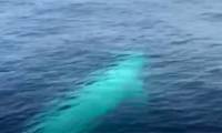 The world's most mysterious Omura whale discovered in the sea of ​​Thailand
